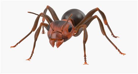 3d Rigged Ant Model