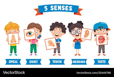 Five Senses Concept With Human Organs Royalty Free Vector
