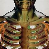 Human rib cage anatomy 3d model. Human rib cage anatomy model — Stock Photo ...