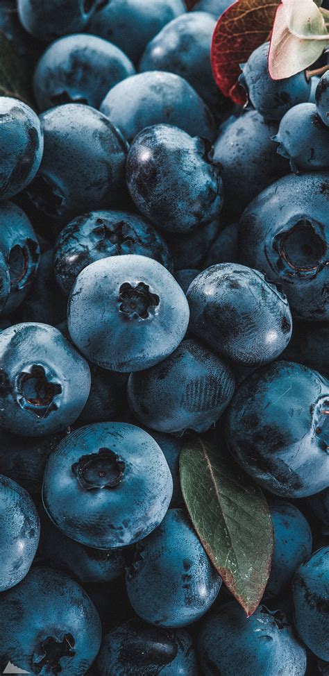 Blueberry Aesthetic Tere Fruit