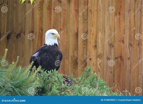 Southern Bald Eagle Stock Image Image Of Bird Virginia 274829833