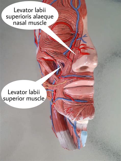 عضله بالاکشنده لب فوقانی اطلس الکترونیک آناتومی