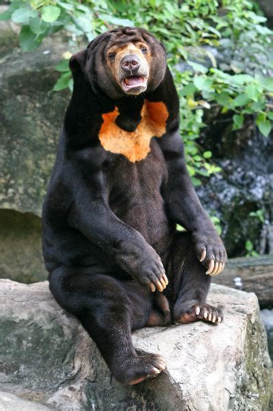 Surprise Sun Bears Like Dogs And Humans Mimic Each Others Faces