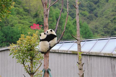 2020 Wolong Panda Reserve Volunteer China Chengdu Tours Chengdu