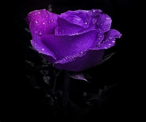 Dark Purple Rose Purple Love All Things Purple Purple Rain Shades Of