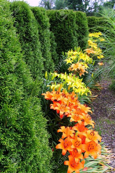 Yesterday at 9:15 am ·. Lilien Im Garten Elegant Stock | Garten Ideen