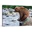 Brown Bear Sitting On Rock In River Kamchatka Russia Wall Art Canvas 