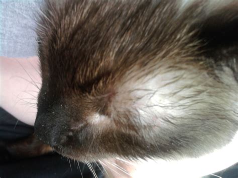 My Cat Has Hair Loss Above Her Eye And On The Sides Of Her Nose Also On