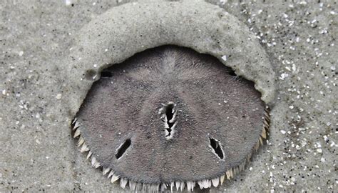 How To Find Sand Dollars At The Beach Sciencing