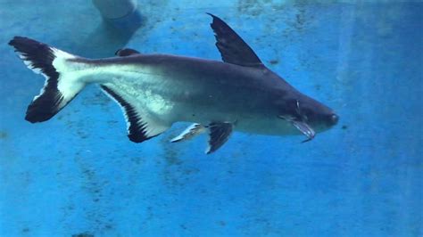 Big High Fin Freshwater Shark In Mermaid Aquatic Kingdom Mysore Hd