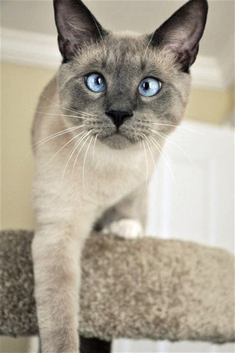 Cross Eyed Beauty Cross Eyed Cat Siamese Cats Blue Point Siamese Cats