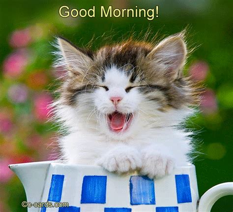 Good Morning Kitten Gif Goodmorning Kitten Cats Disco Vrogue Co