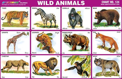 Animals List With Pictures Pdf Hd Animals Wallpapers