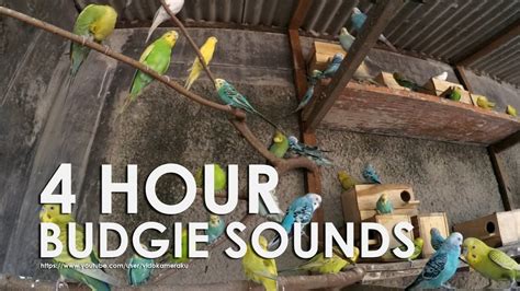 Budgie Bird Sounds 4 Hour 17 Minutes August 11th 2019 Budgies