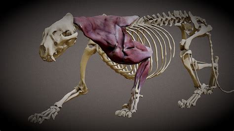 Sumatran Tiger Anatomy 3d Model By Hong Nguyen Hongnguyen044