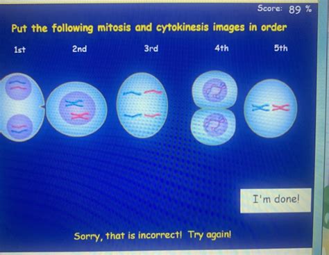 Put The Following Mitosis And Cytokinesis Images In Order