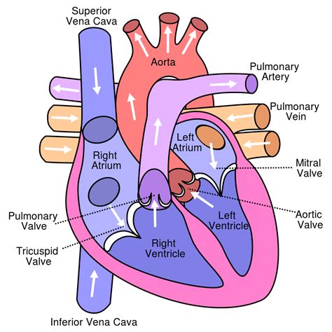 Filediagram Of The Human Heart Valves Improvedsvg Wikimedia Commons