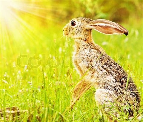 Wild African Hare Sitting On The Flower Field Game Drive