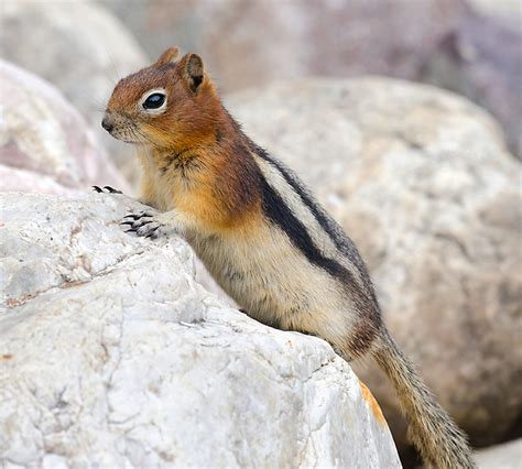 Three Fun Facts You Didnt Know About Chipmunks The Fur Bearers