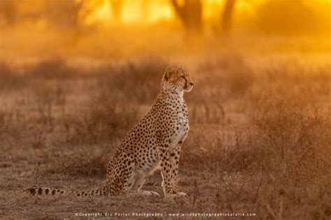 Big Cats Of The Serengeti Photographic Safari Trip Report Septoct 2019