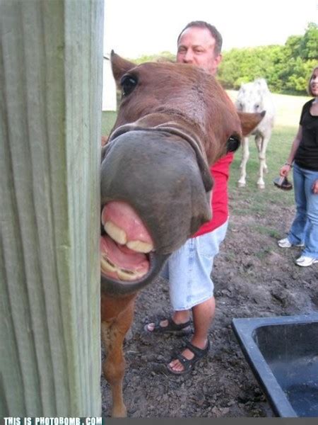 The 35 Most Hilarious Animal Photobombs Ever