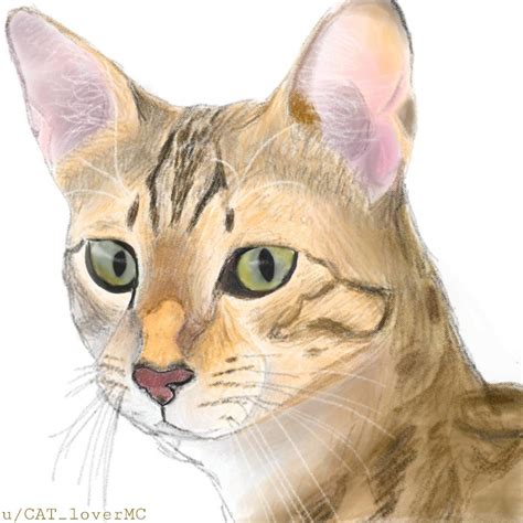 My First Fanart Grians Cat Maui Im Not Good At Drawing Humans So I