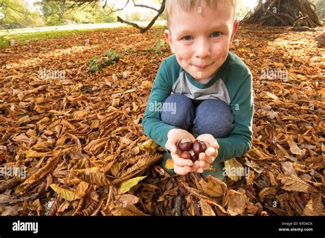 Traditional Game Of Conkers Hi Res Stock Photography And Images Alamy
