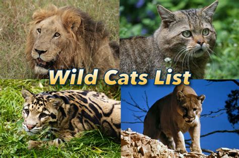 Learn the difference between carnivores, herbivores and omnivores. Wild Cats List With Pictures & Facts: All Types Of Wild Cats