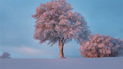 Baum Raureif Schnee Winter Schneebedeckt Bild Foto Desktop