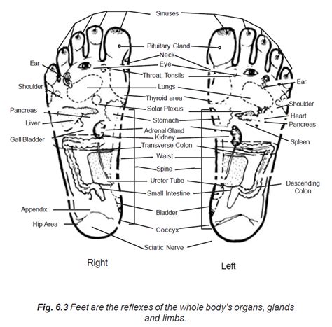 Feet Roots Of The Body 3 Learn Self Healing Techniques Online