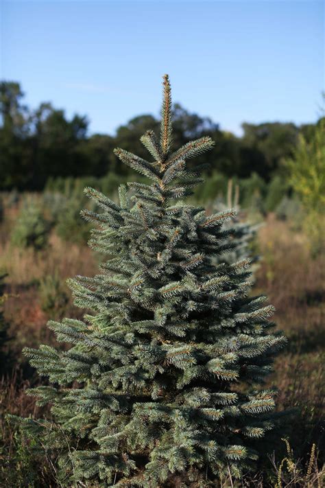 Colorado Spruce Our Farm Christmas Trees