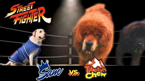 Street Fight Labrador Vs Two Tibetan Mastiff And Chow Chow Dogs Part 1
