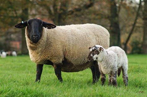 Pin By Tlhsayre On Down Breed Cross Sheep Goats Sheep Breeds