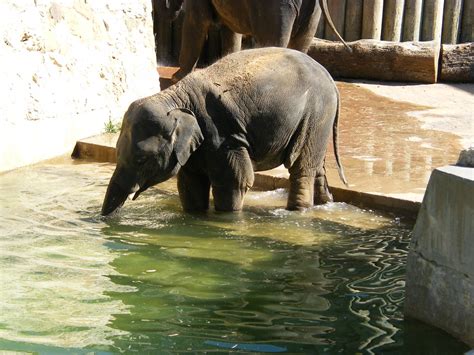 Houston Zoo Elephant 1 Of 141 Photos I Took At Houston Zoo Flickr