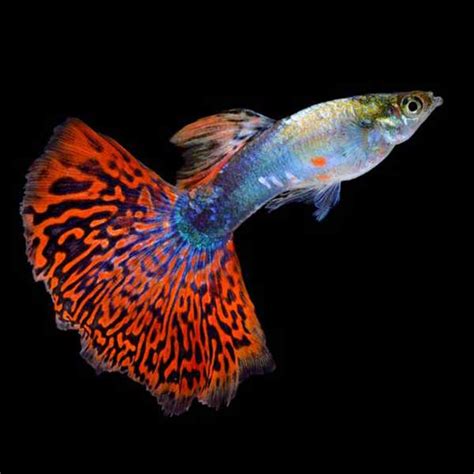 Fish are excellent pets for kids, and fishkeeping can teach them the importance of responsibility. Flipper Fun: The Best Tropical Fish For Beginners