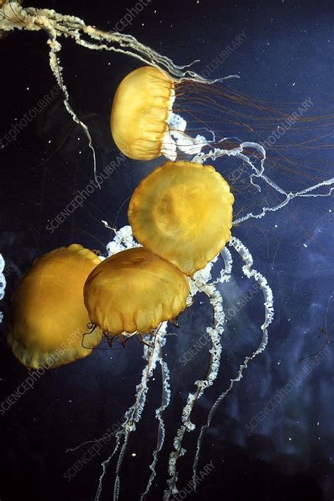 Pacific Sea Nettle Jellyfish Stock Image C0182546 Science Photo