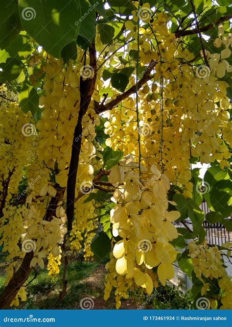 The Yellow Karanja Flowers Tree Stock Photo Image Of Scratches Cute
