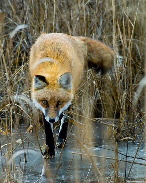 Red Fox On The Prowl For Winter Food Smithsonian Photo Contest