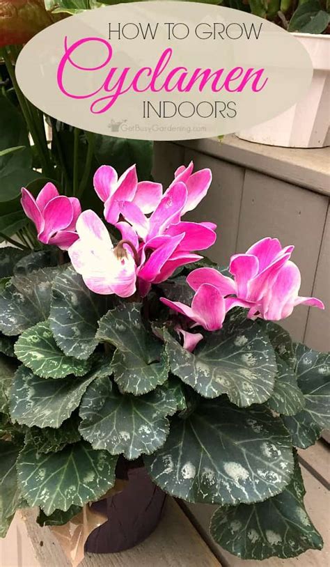 Cyclamen Plant Care How To Care For Cyclamen Plant Indoors