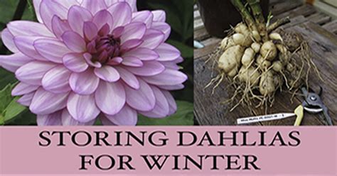 Storing Dahlias Over Winter