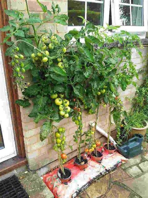 Ideas And Tips For Growing A Self Sustaining Food Source Vegetable