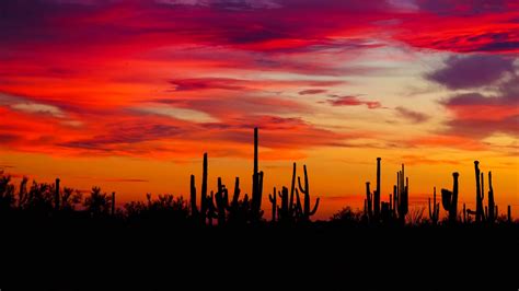Download Wallpaper 1920x1080 Cacti Sunset Silhouettes