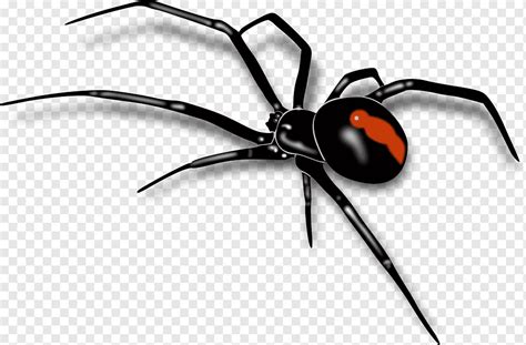 Redback Spider Southern Black Widow Red Spiders S Black Widow Spider