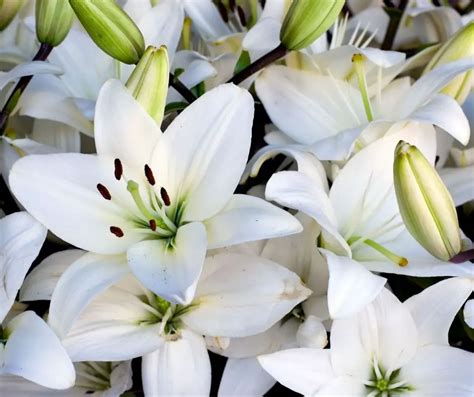 Amazing Facts For Kids About Lilies