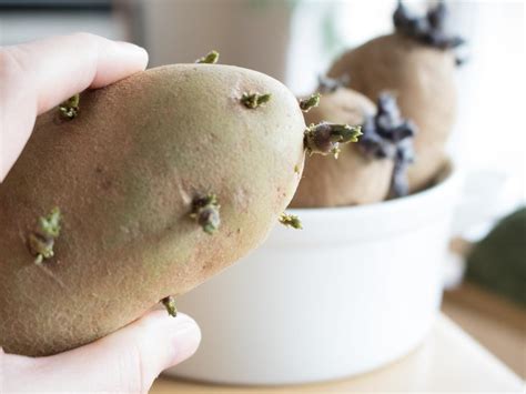 Small new potatoes can be ready as early as ten weeks. How to Grow Potatoes in a Container | DIY Network Blog ...