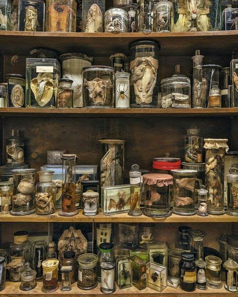12 Medical Curios And Oddities Ideas Oddities Curio Cabinet Of