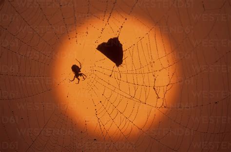 Spider In Cobweb Stock Photo