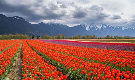Tulip Field In Agassiz British Columbia Photograph By Pierre Leclerc