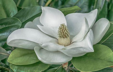 White Magnolia Desktop Wallpapers Top Free White Magnolia Desktop