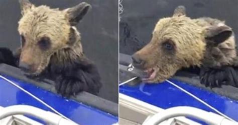 Drowning Bear Cub Clings To Boat The Fishermen Rescued Him Risking It